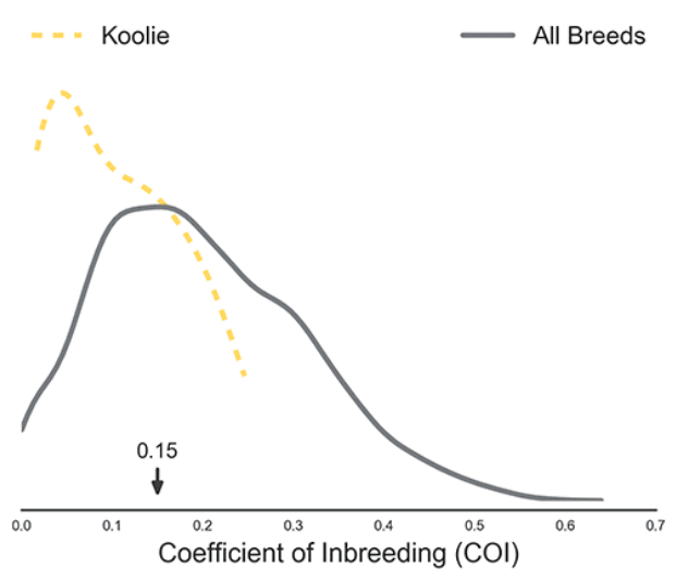 COI Collie