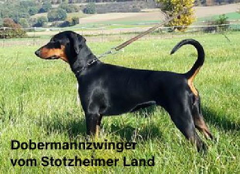 Dobis vom Stotzheimer Land Dobis vom Stotzheimer Land
