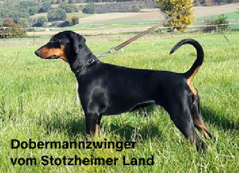 Dobis vom Stotzheimer Land