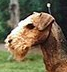 Kopf-Airedale Terrier