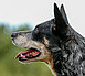 Kopf-Australien Cattledog