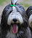 Kopf-Bearded Collie