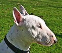 Kopf-Bullterrier