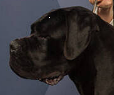 Kopf-Cane Corso