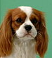 Kopf-Cavalier Charles Spaniel