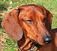 Kopf-Dachshund