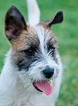 Kopf-Jack_Russell_Terrier