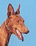 Kopf-Podenco Canario