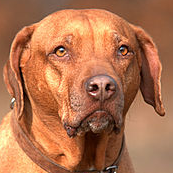 Kopf-Rhodesian Ridgeback