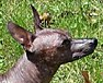 Kopf-Xoloitzcuintle