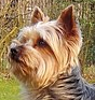 Kopf-Yorkshire Terrier