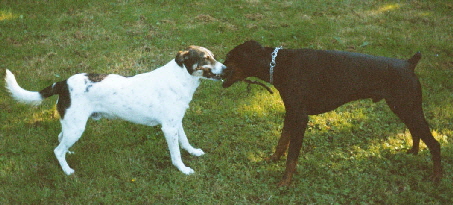 Lani-Nino-spielen