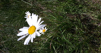 Phytotherapie
