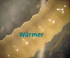 Wurm