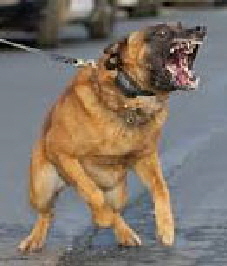 aggressiver Hund1